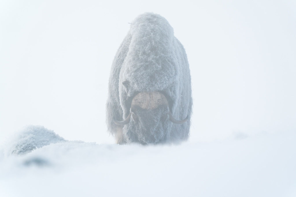 Musk-oxen in winter at Dovrefjell, Norway. Photo tour with Wild Nature Photo Adventures. Photo by Floris Smeets