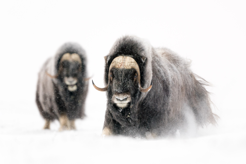 Musk-oxen in winter at Dovrefjell, Norway. Photo tour with Wild Nature Photo Adventures. Photo by Floris Smeets