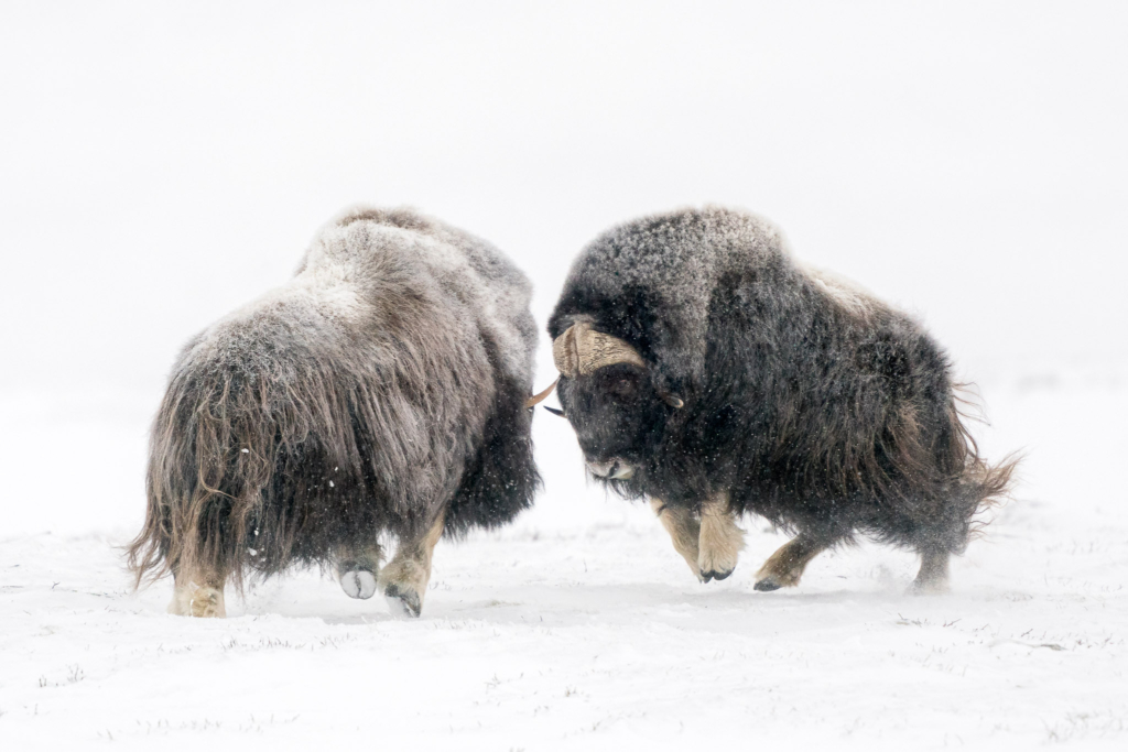 Musk-oxen in winter at Dovrefjell, Norway. Photo tour with Wild Nature Photo Adventures. Photo by Floris Smeets