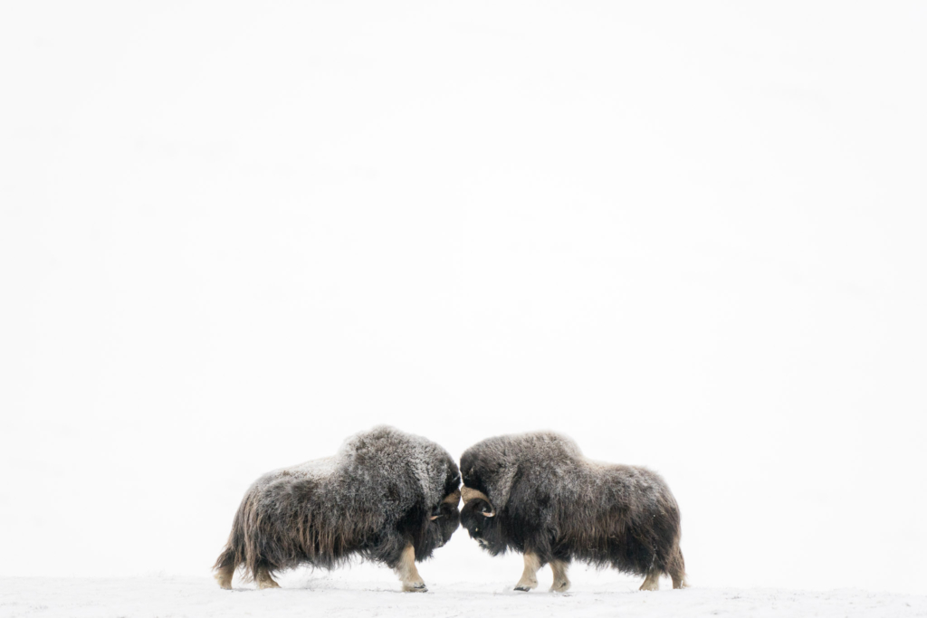 Musk-oxen in winter at Dovrefjell, Norway. Photo tour with Wild Nature Photo Adventures. Photo by Floris Smeets