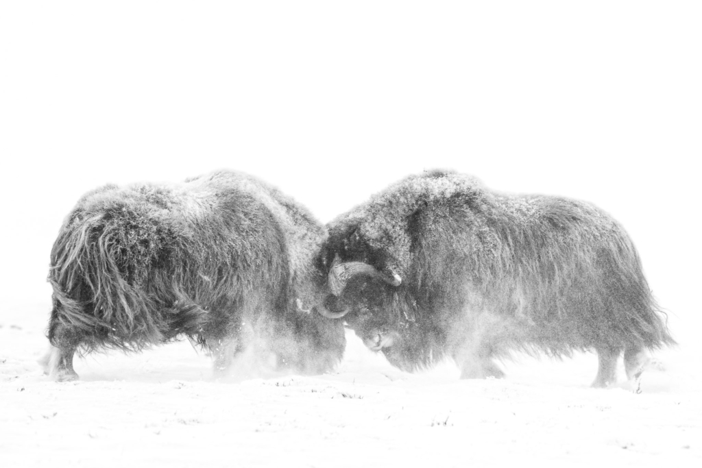 Musk-oxen in winter at Dovrefjell, Norway. Photo tour with Wild Nature Photo Adventures. Photo by Floris Smeets