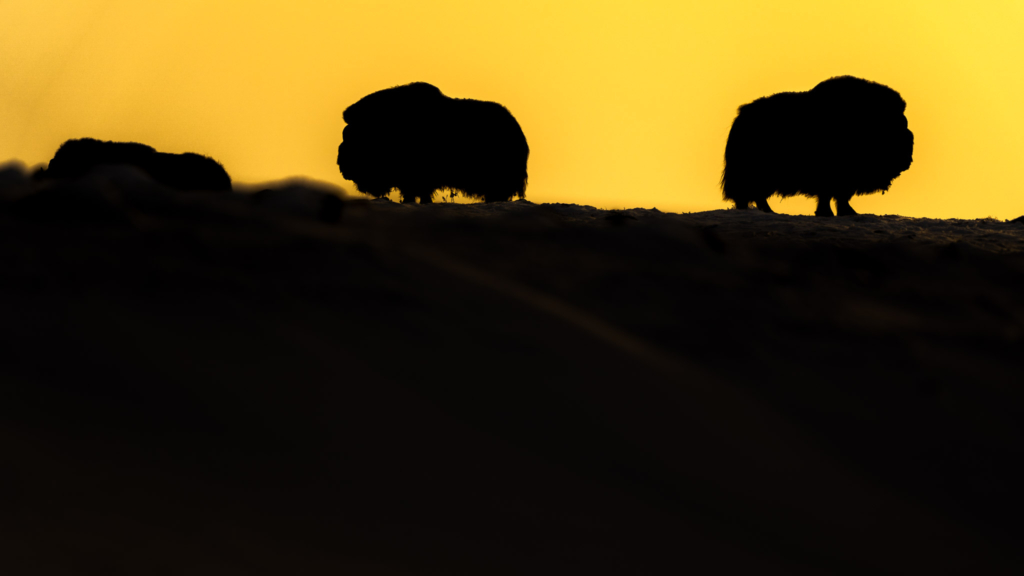 Musk-oxen in winter at Dovrefjell, Norway. Photo tour with Wild Nature Photo Adventures. Photo by Floris Smeets