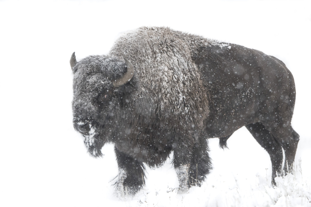 Vinter i Yellowstone NP. Fotoresa med Wild Nature fotoresor. Foto: Henrik Karlsson