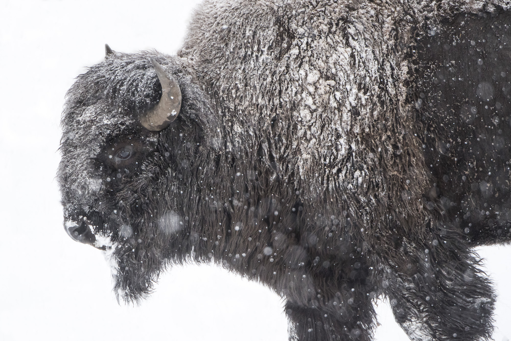 Vinter i Yellowstone NP. Fotoresa med Wild Nature fotoresor. Foto: Henrik Karlsson