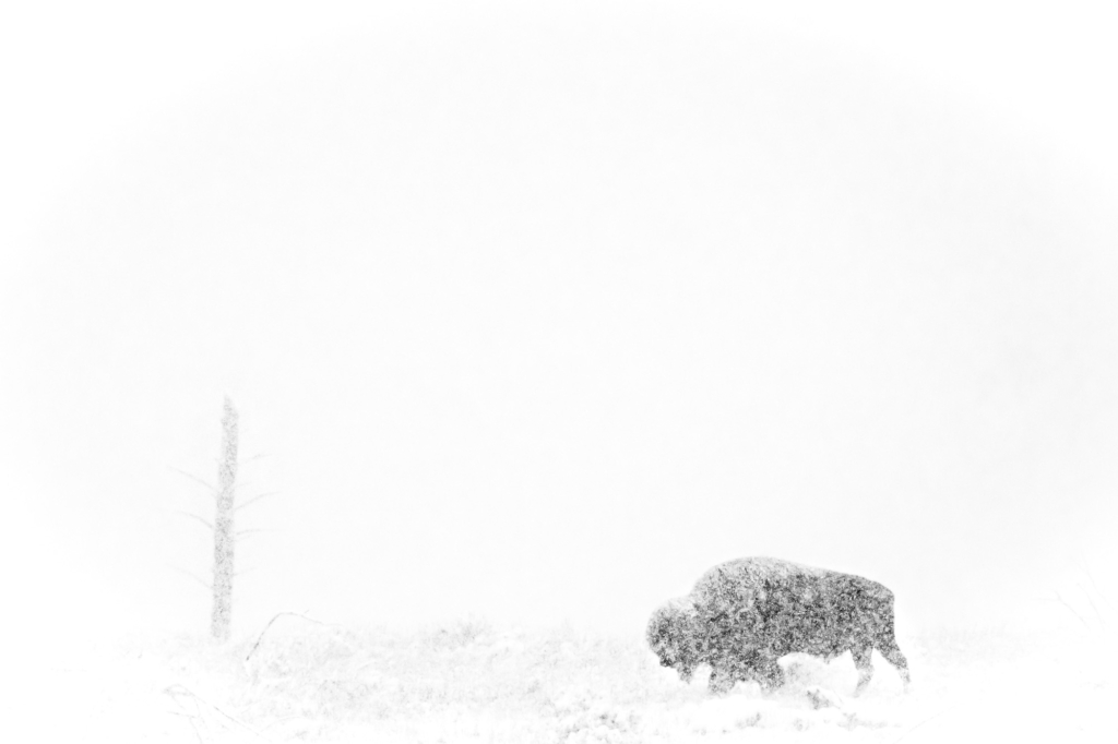 Vinter i Yellowstone NP. Fotoresa med Wild Nature fotoresor. Foto: Henrik Karlsson