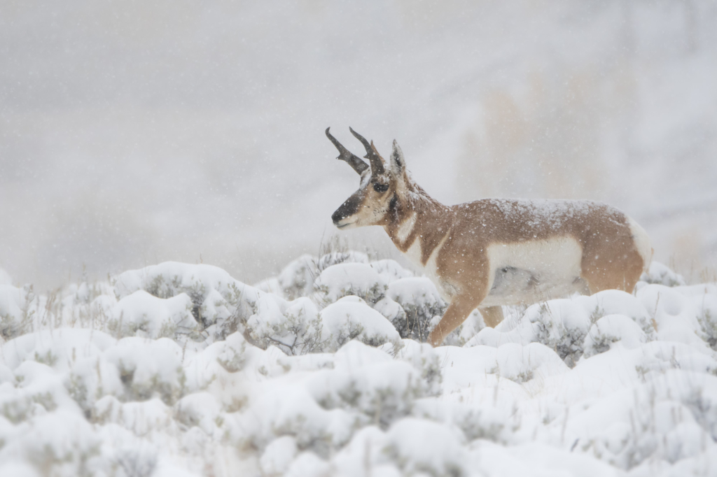 Vinter i Yellowstone NP. Fotoresa med Wild Nature fotoresor. Foto: Henrik Karlsson