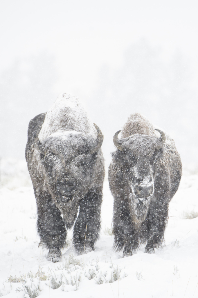 Vinter i Yellowstone NP. Fotoresa med Wild Nature fotoresor. Foto: Henrik Karlsson