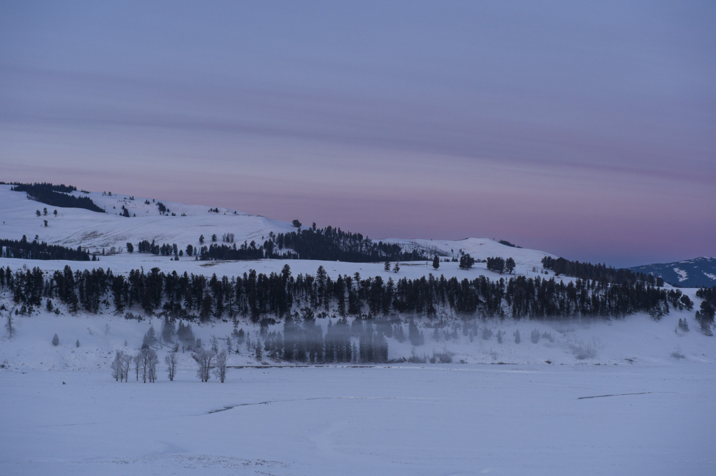 Vinter i Yellowstone NP. Fotoresa med Wild Nature fotoresor. Foto: Henrik Karlsson