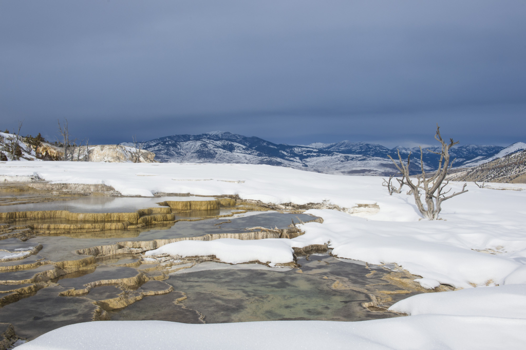 Vinter i Yellowstone NP. Fotoresa med Wild Nature fotoresor. Foto: Henrik Karlsson