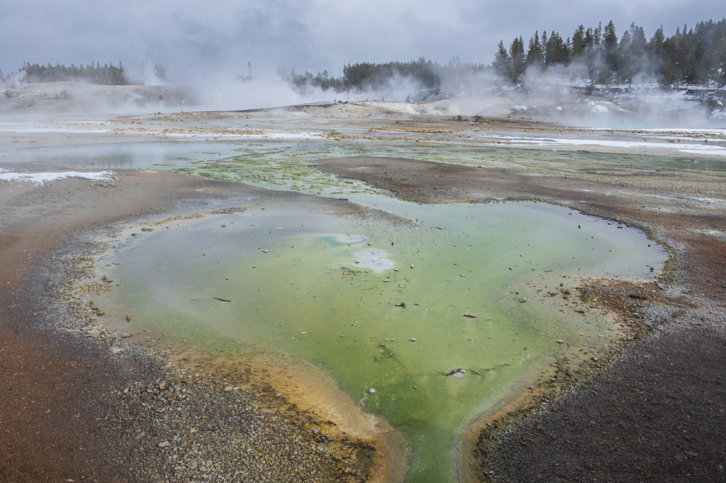 Vinter i Yellowstone NP. Fotoresa med Wild Nature fotoresor. Foto: Henrik Karlsson