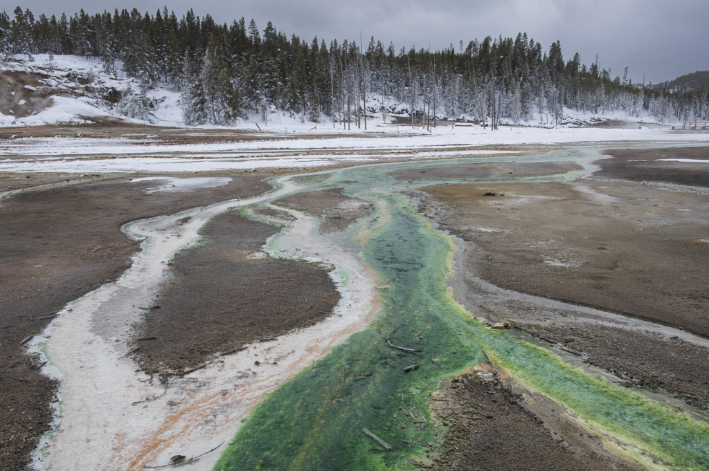 Vinter i Yellowstone NP. Fotoresa med Wild Nature fotoresor. Foto: Henrik Karlsson