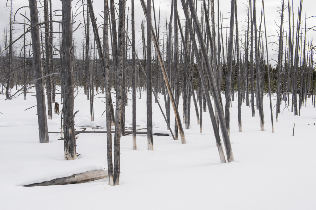 Vinter i Yellowstone NP. Fotoresa med Wild Nature fotoresor. Foto: Henrik Karlsson