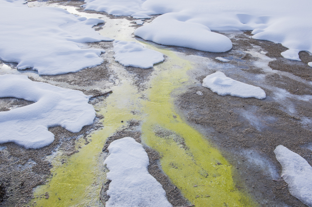 Vinter i Yellowstone NP. Fotoresa med Wild Nature fotoresor. Foto: Henrik Karlsson