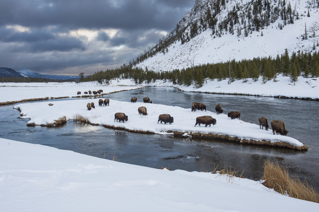 Vinter i Yellowstone NP. Fotoresa med Wild Nature fotoresor. Foto: Henrik Karlsson