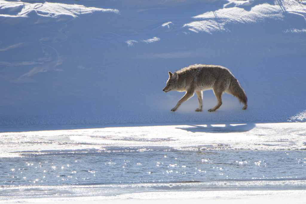 Vinter i Yellowstone NP. Fotoresa med Wild Nature fotoresor. Foto: Henrik Karlsson