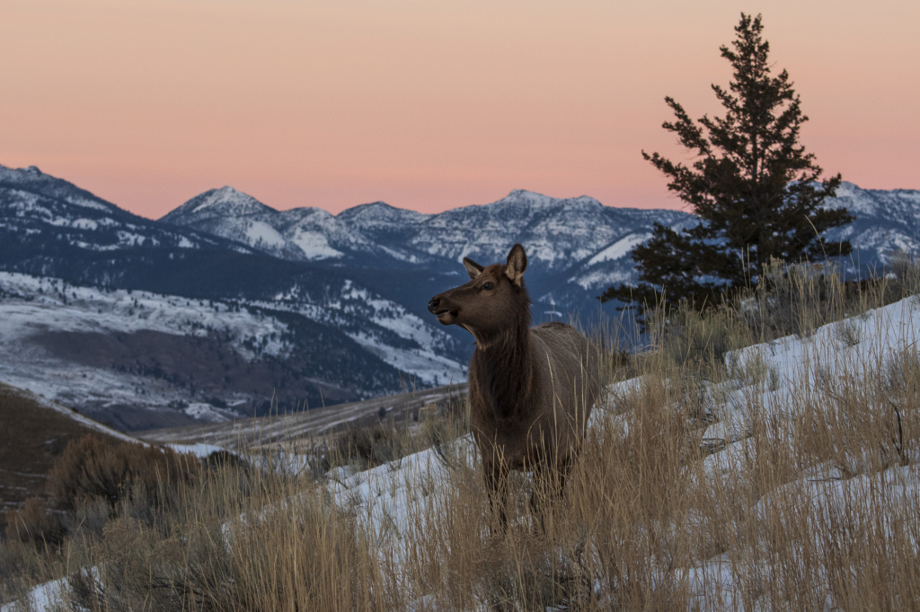 Vinter i Yellowstone NP. Fotoresa med Wild Nature fotoresor. Foto: Henrik Karlsson