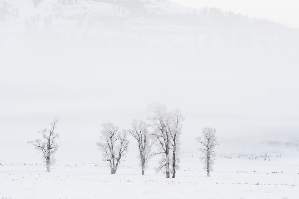 Vinter i Yellowstone NP. Fotoresa med Wild Nature fotoresor. Foto: Henrik Karlsson