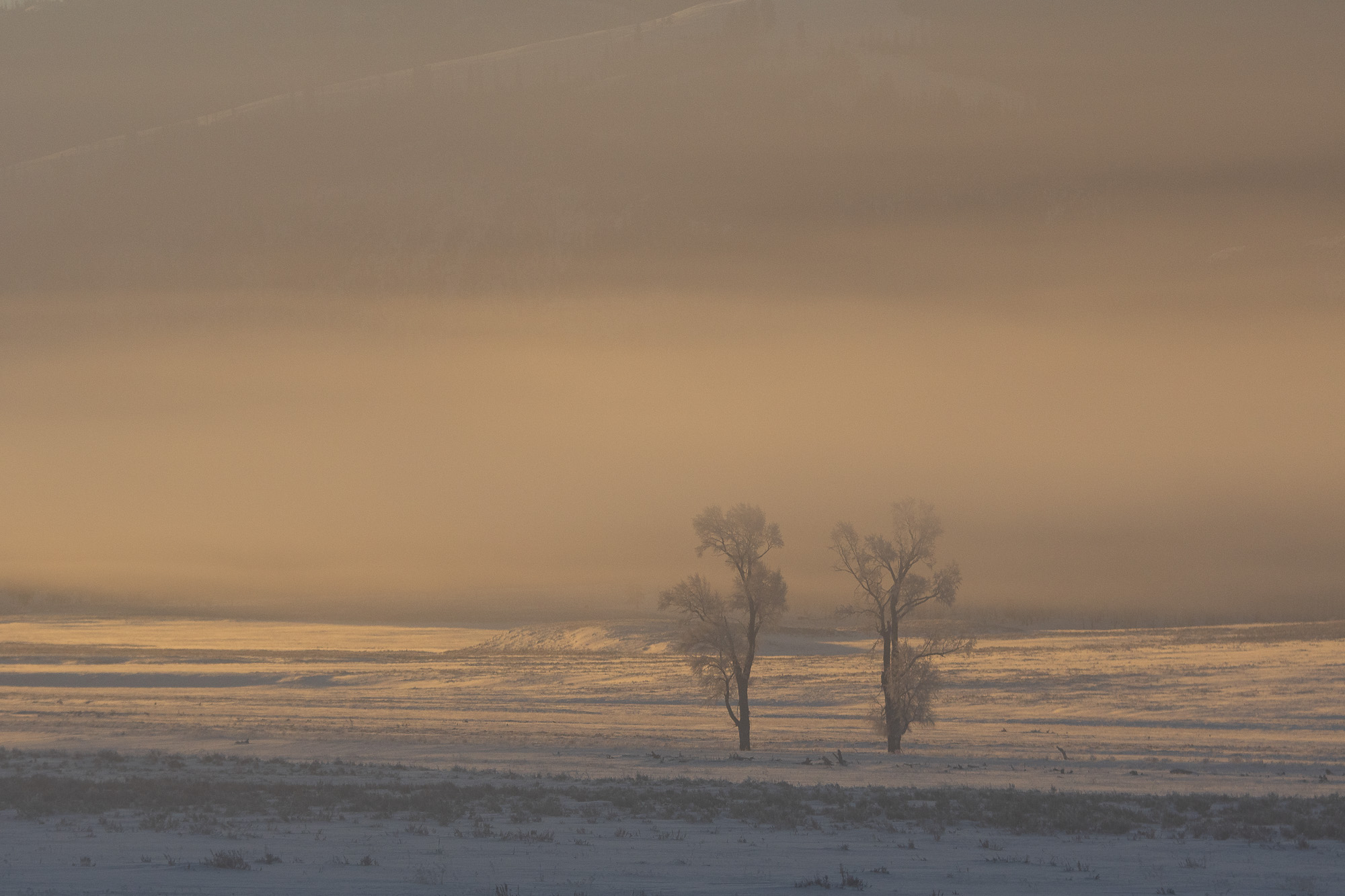 Vinter i Yellowstone NP. Fotoresa med Wild Nature fotoresor. Foto: Henrik Karlsson