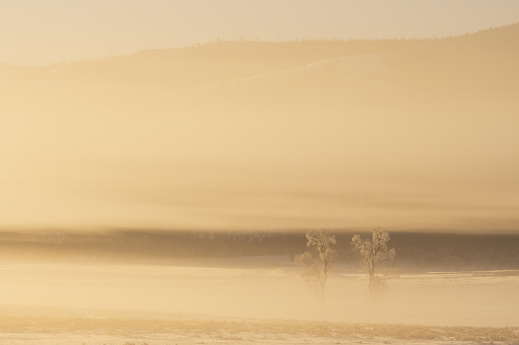 Vinter i Yellowstone NP. Fotoresa med Wild Nature fotoresor. Foto: Henrik Karlsson