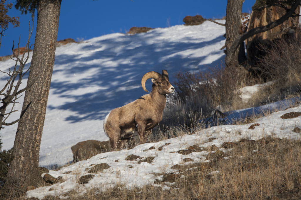 Vinter i Yellowstone NP. Fotoresa med Wild Nature fotoresor. Foto: Henrik Karlsson