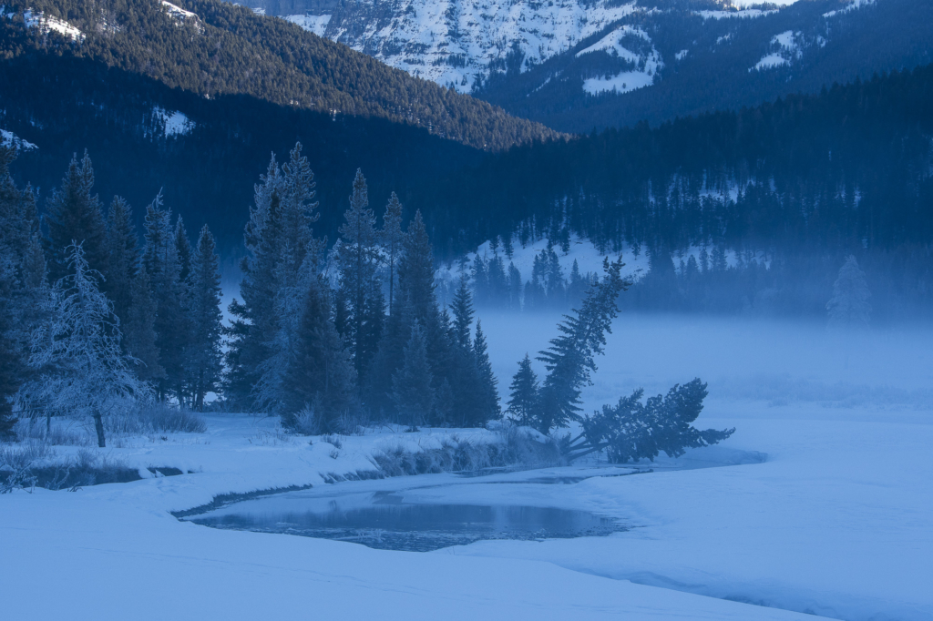 Vinter i Yellowstone NP. Fotoresa med Wild Nature fotoresor. Foto: Henrik Karlsson