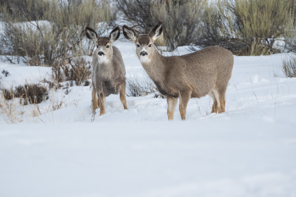 Vinter i Yellowstone NP. Fotoresa med Wild Nature fotoresor. Foto: Henrik Karlsson