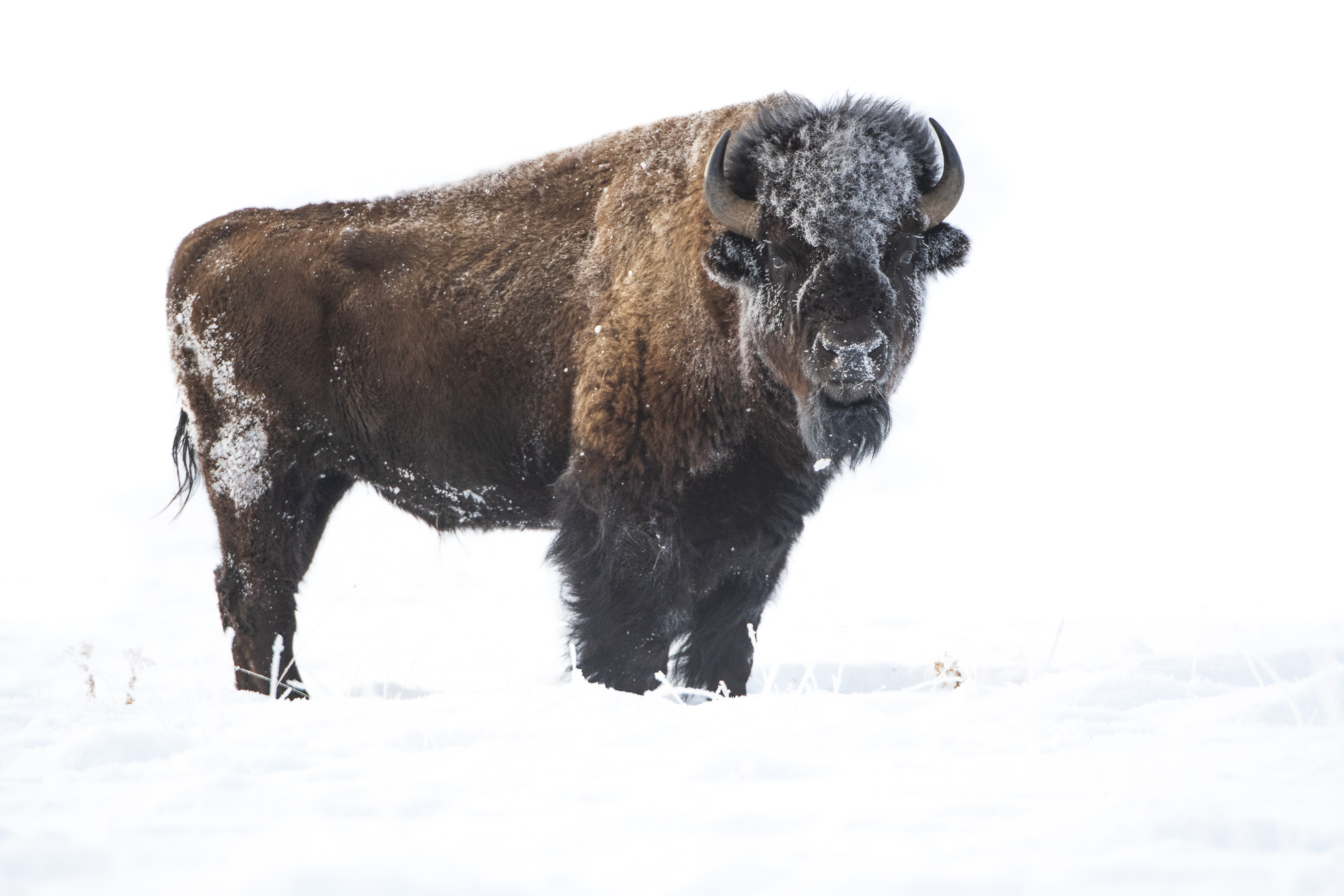Vinter i Yellowstone NP. Fotoresa med Wild Nature fotoresor. Foto: Henrik Karlsson