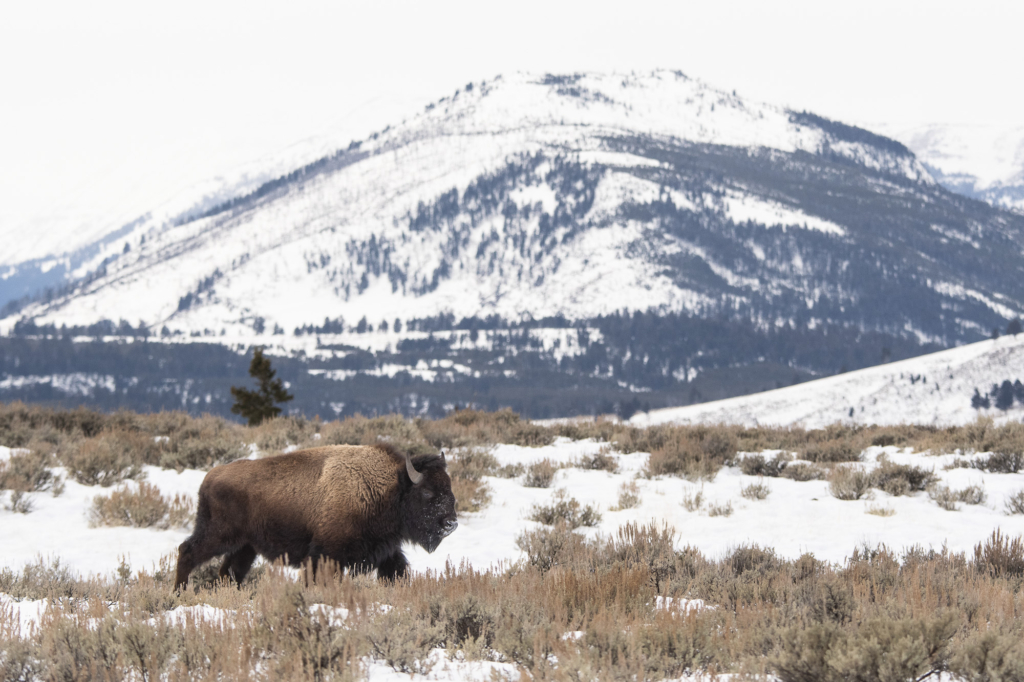 Vinter i Yellowstone NP. Fotoresa med Wild Nature fotoresor. Foto: Henrik Karlsson