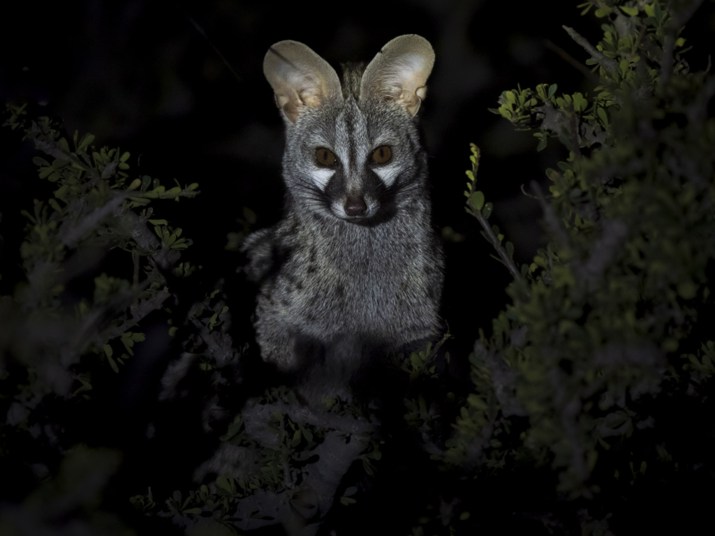 Mashatu - jättarnas land. Fotoresa med Wild Nature fotoresor. Foto: Henrik Karlsson