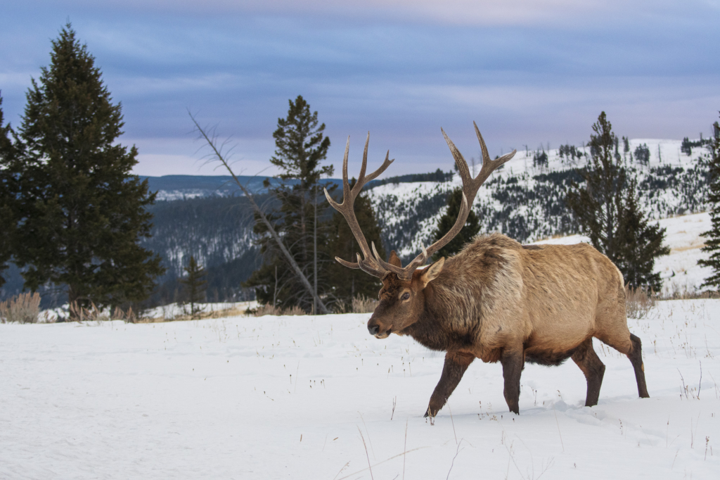 Vinter i Yellowstone NP. Fotoresa med Wild Nature fotoresor. Foto: Henrik Karlsson