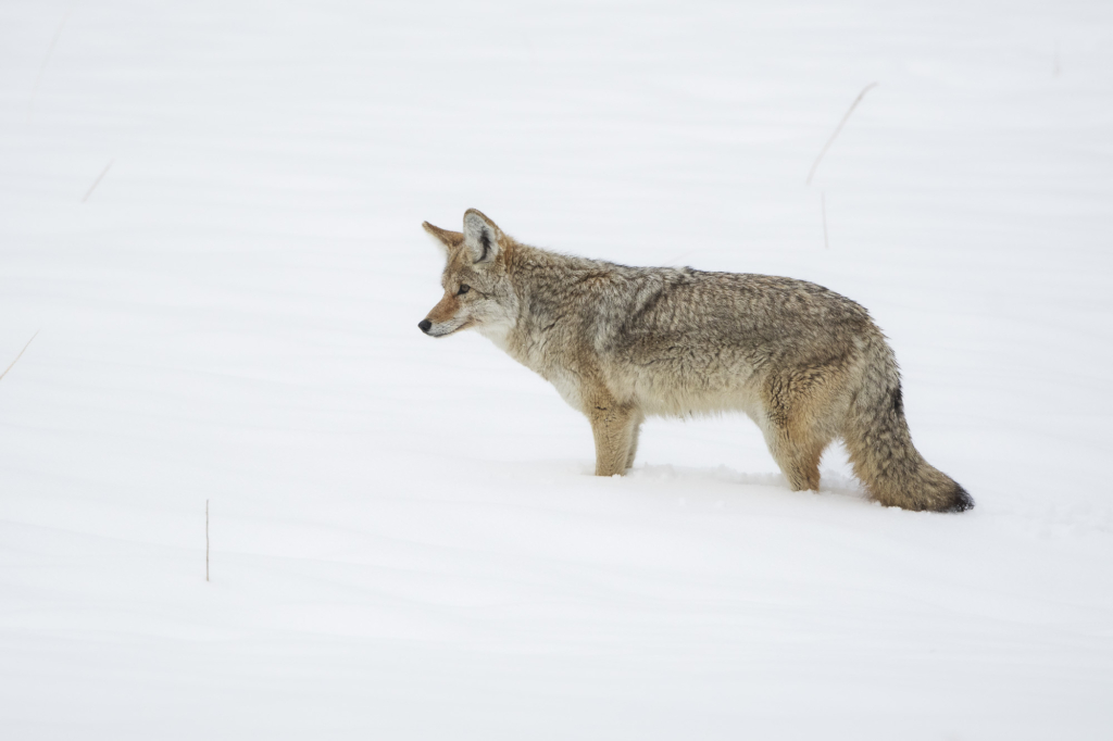 Vinter i Yellowstone NP. Fotoresa med Wild Nature fotoresor. Foto: Henrik Karlsson