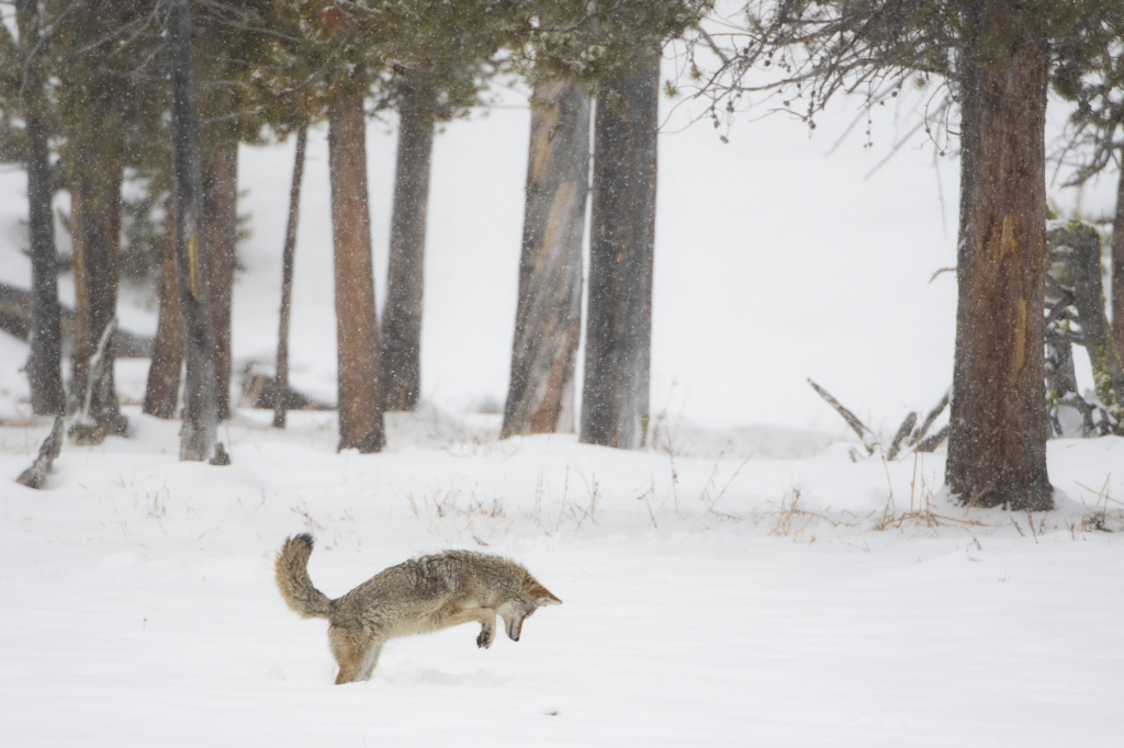 Vinter i Yellowstone NP. Fotoresa med Wild Nature fotoresor. Foto: Henrik Karlsson