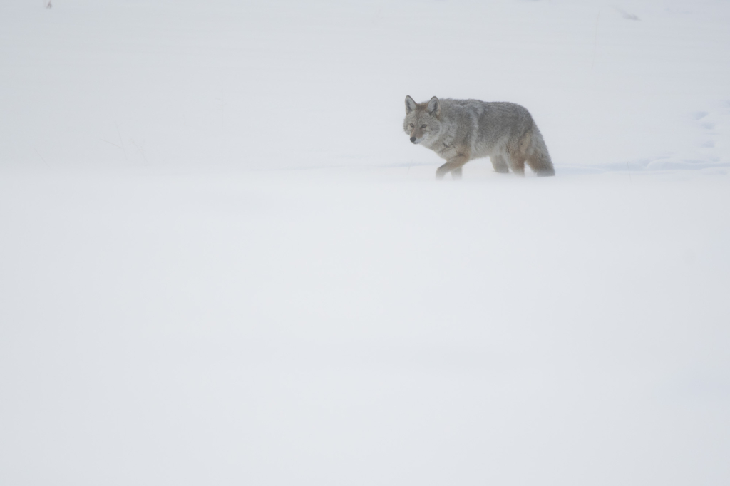 Vinter i Yellowstone NP. Fotoresa med Wild Nature fotoresor. Foto: Henrik Karlsson