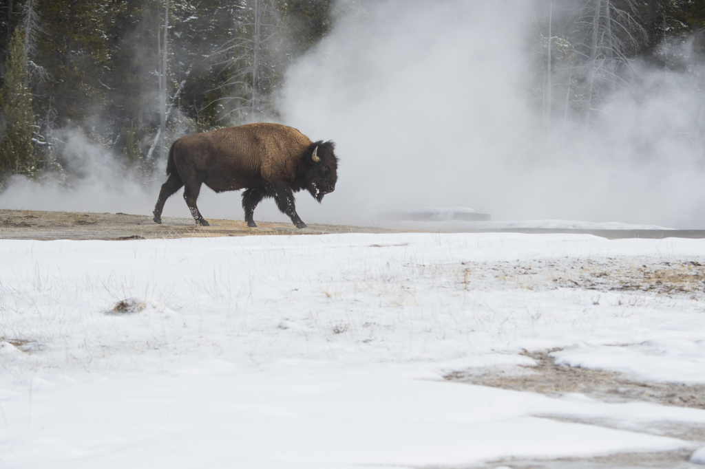 Vinter i Yellowstone NP. Fotoresa med Wild Nature fotoresor. Foto: Henrik Karlsson