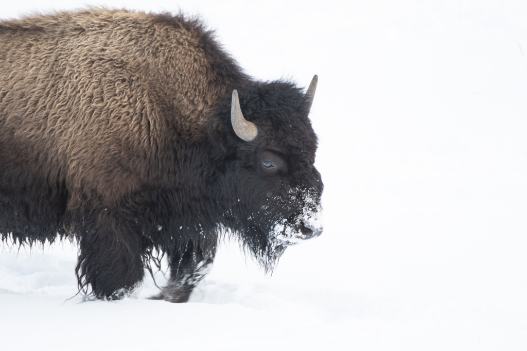 Vinter i Yellowstone NP. Fotoresa med Wild Nature fotoresor. Foto: Henrik Karlsson