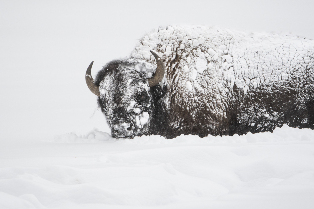 Vinter i Yellowstone NP. Fotoresa med Wild Nature fotoresor. Foto: Henrik Karlsson