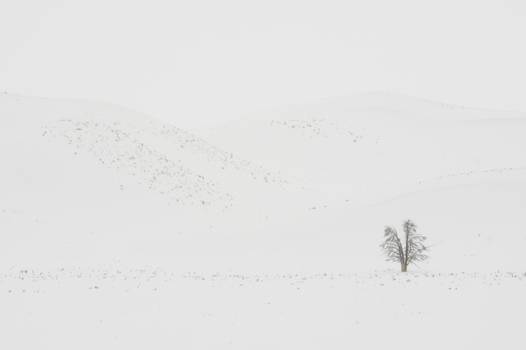 Vinter i Yellowstone NP. Fotoresa med Wild Nature fotoresor. Foto: Henrik Karlsson