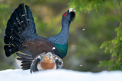 Black grouse and capercaillie lek in Norway. Photo tour with Wild Nature Photo Adventures. Photo by Henrik Karlsson