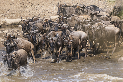 Den stora migrationen i Masai Mara, Kenya. Fotoresa med Wild Nature fotoresor. Foto Henrik Karlsson