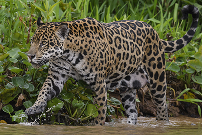 Pantanal, Brasilien - jaguarer, jätteuttrar och arorr. Fotoresa med Wild Nature fotoresor. Foto Henrik Karlsson