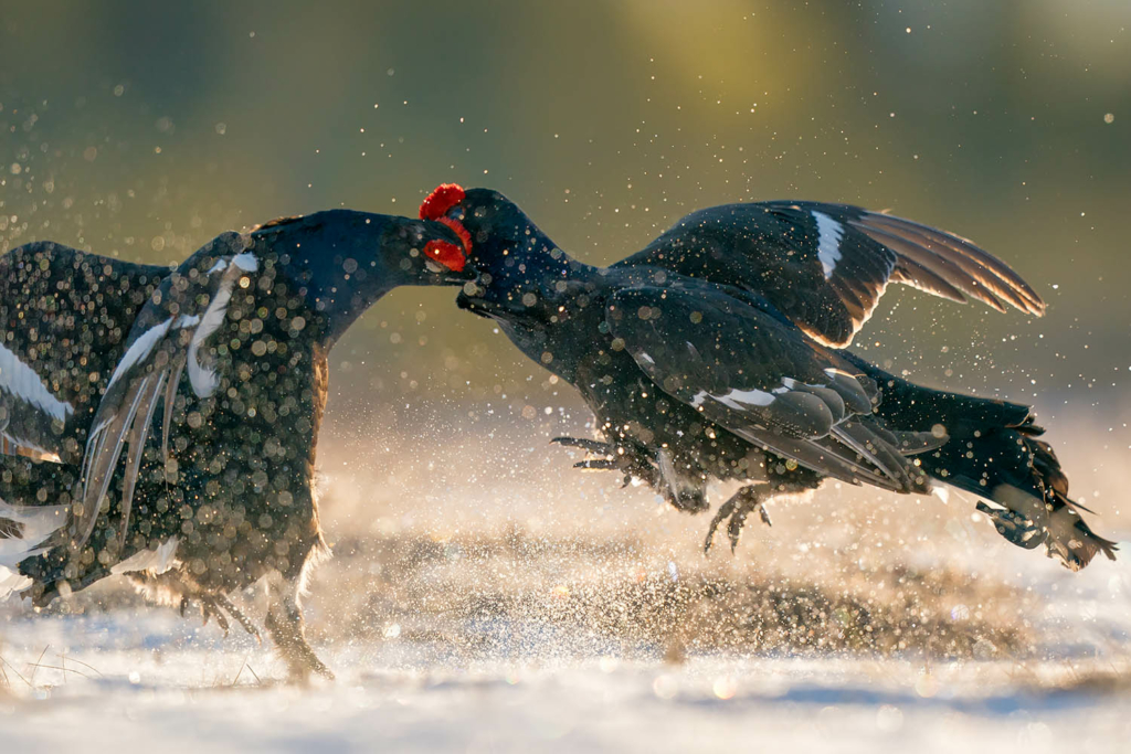 Tjäder och orrlek i Norge. Fotoresa med Wild Nature fotoresor. Foto Floris Smeets