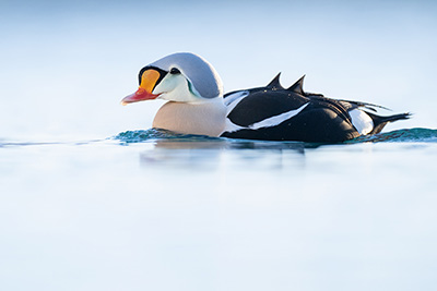 Arktisk vårvinterfågelfest i Varanger, Norge. Fotoresa med Wild Nature fotoresor. Foto Magnus Martinsson