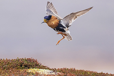 Arktiskt sommarfågelprakt i Varanger , Norge. Fotoresa med Wild Nature fotoresor. Foto: Staffan Widstrand