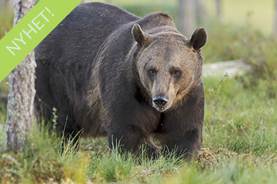 Björnar i försommarens taiga. Fotoresa med Wild Nature fotoresor. Foto: Henrik Karlsson