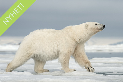 Fotoexpedition till isbjörnens rike, Svalbard. Fotoresa med Wild Nature fotoresor. Foto Frida Hermansson
