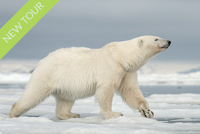 The kingdom of the Polar bear - Svalbard. Photo tour with Wild Nature Photo Adventures. Photo by Frida Hermansson