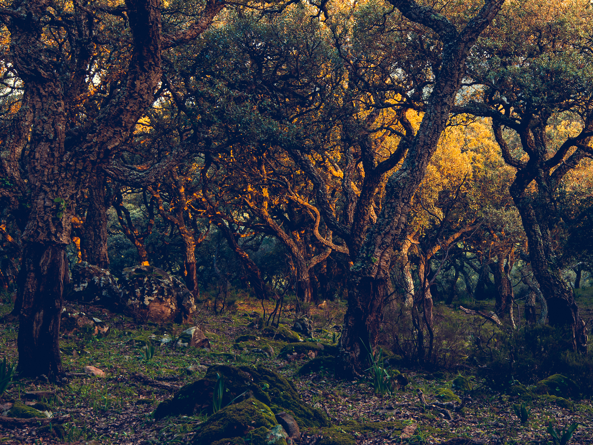 Trollsk ekskog fotograferad i Andalusien av Anja Baklien på fotoresa med Wild Nature fotoresor.