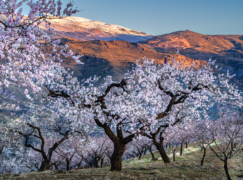 Blommande mandelträd fotograferad i Andalusien av Anja Baklien på fotoresa med Wild Nature fotoresor.