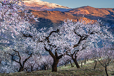 Blommande mandelträd fotograferad i Andalusien av Anja Baklien på fotoresa med Wild Nature fotoresor.