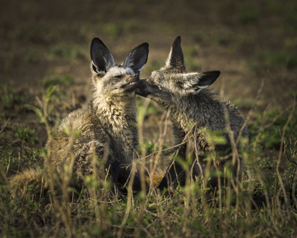 Livets cirkel – Ndutu & Tarangire. Fotoresa med Wild Nature fotoresor. Foto Frida Hermansson